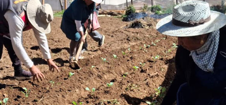 Sembrando vida y soberanía alimentaria en Melga Sembrando vida y soberanía alimentaria en Melga